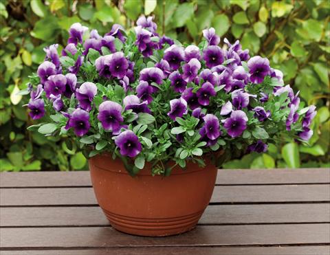 Foto de variedad de flores para ser usadas como: Maceta o cesta de trasplante Viola wittrockiana Superba Basket Beaconsfield