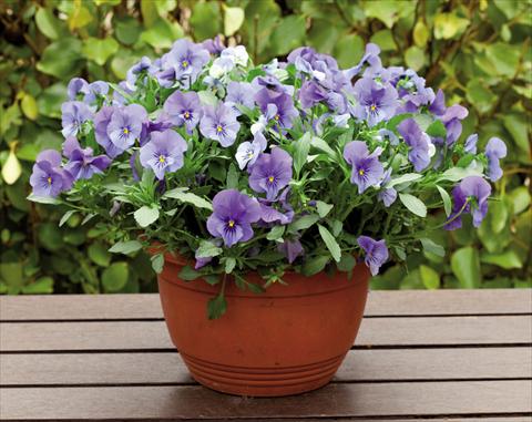 Foto de variedad de flores para ser usadas como: Maceta o cesta de trasplante Viola wittrockiana Superba Basket True Blue
