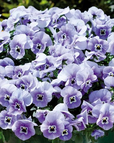 Foto de variedad de flores para ser usadas como: Maceta o cesta de trasplante Viola wittrockiana Superba Basket Marina