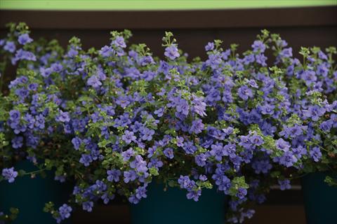 Foto de variedad de flores para ser usadas como: Maceta y planta de temporada Bacopa (Sutera cordata) Bacopa fiore doppio bianco e blu mix