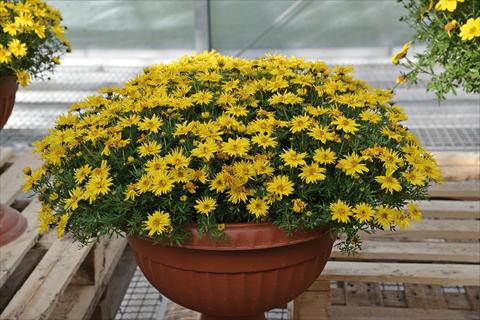 Foto de variedad de flores para ser usadas como: Maceta y planta de temporada Bidens ferulifolia Spider Yellow