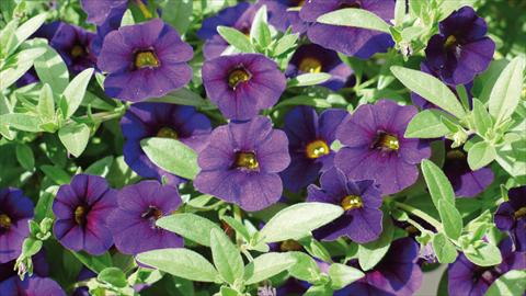 Foto de variedad de flores para ser usadas como: Maceta o cesta de trasplante Calibrachoa Kabloom Blu