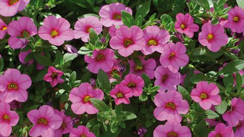 Foto de variedad de flores para ser usadas como: Maceta o cesta de trasplante Calibrachoa Kabloom Pink