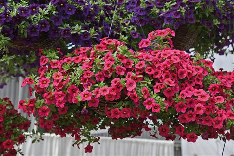 Foto de variedad de flores para ser usadas como: Maceta o cesta de trasplante Calibrachoa Kabloom Rose
