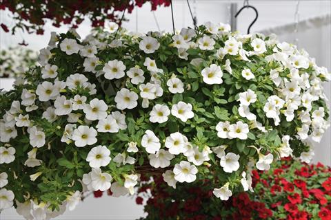 Foto de variedad de flores para ser usadas como: Maceta o cesta de trasplante Calibrachoa Kabloom White