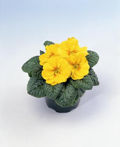 Foto de variedad de flores para ser usadas como: Tarrina de colgar / Maceta Primula acaulis, veris, vulgaris Salome Golden Yellow