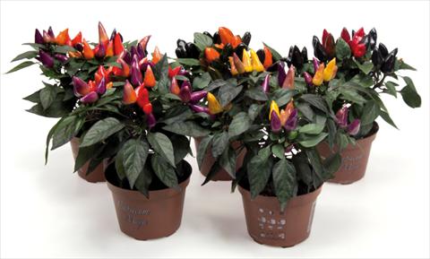 Foto de variedad de flores para ser usadas como: Maceta y planta de temporada Capsicum annuum Fuego mix