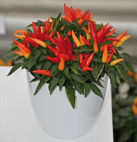 Foto de variedad de flores para ser usadas como: Maceta Capsicum annuum Joker