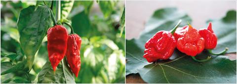 Foto de variedad de flores para ser usadas como: Maceta y planta de temporada Capsicum chinense NagaMorich RedSkorpion