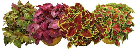 Foto de variedad de flores para ser usadas como: Maceta y planta de temporada Coleus Sun mix