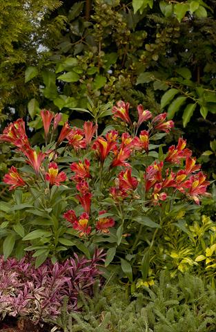 Foto de variedad de flores para ser usadas como: Planta de temporada / borde del macizo Alstroemeria Inca® Adore