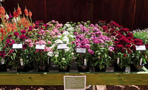 Foto de variedad de flores para ser usadas como: Maceta Dianthus Dash Mix