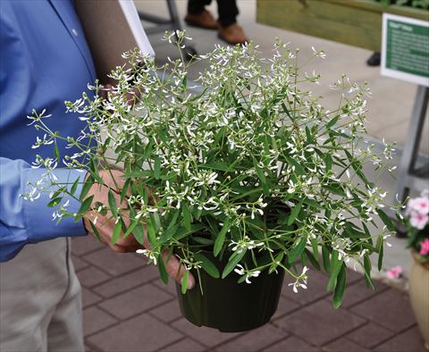 Foto de variedad de flores para ser usadas como: Maceta Euphorbia chamaesyce Glitz