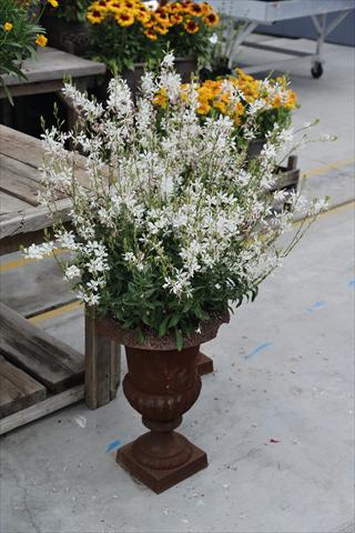 Foto de variedad de flores para ser usadas como: Maceta Gaura lindheimeri Sparkle White