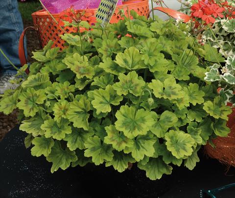 Foto de variedad de flores para ser usadas como: Maceta y planta de temporada Pelargonium odoratissimum Geranio variegato giallo-verde
