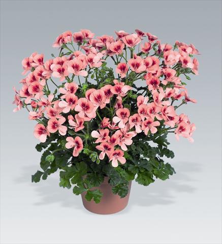 Foto de variedad de flores para ser usadas como: Tarrina de colgar / Maceta Pelargonium crispum Angeleyes Orange