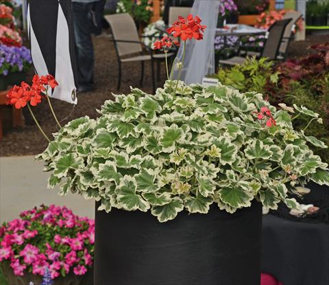 Foto de variedad de flores para ser usadas como: Maceta y planta de temporada Pelargonium odoratissimum Geranio variegato verde-bianco