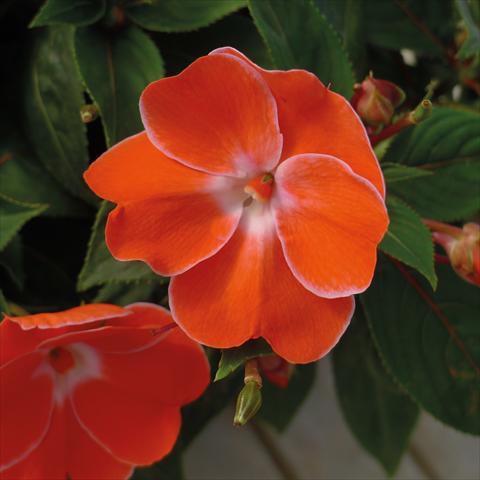 Foto de variedad de flores para ser usadas como: Maceta, planta de temporada, patio Impatiens N. Guinea Paradise Sweethearth Orange