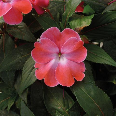Foto de variedad de flores para ser usadas como: Maceta, planta de temporada, patio Impatiens N. Guinea Paradise Sweethearth Rose