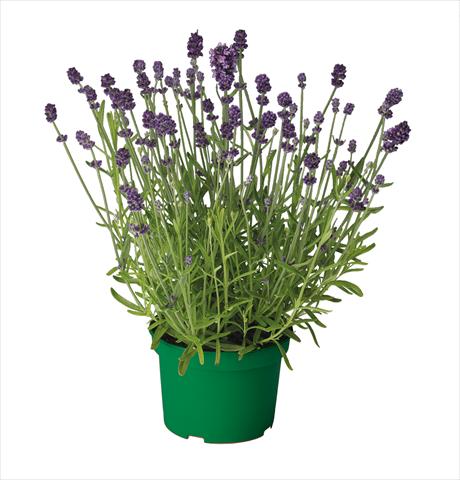 Foto de variedad de flores para ser usadas como: Maceta y planta de temporada Lavandula Ellegance Purple