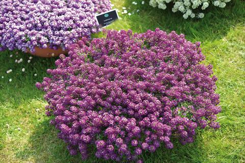 Foto de variedad de flores para ser usadas como: Maceta y planta de temporada Lobularia maritima Purple Stream
