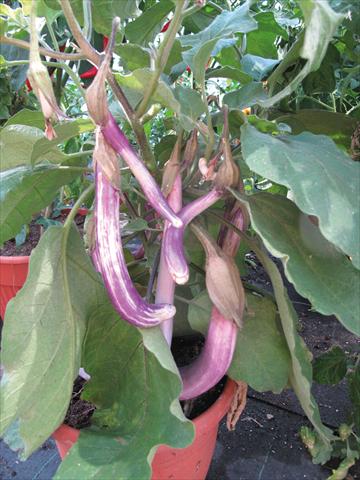 Foto de variedad de flores para ser usadas como: Maceta y planta de temporada Solanum melongena (melanzana) Melanzana Coiba
