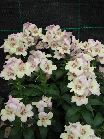 Foto de variedad de flores para ser usadas como: Tarrina de colgar / Maceta Antirrhinum majus Antirinca Peachy