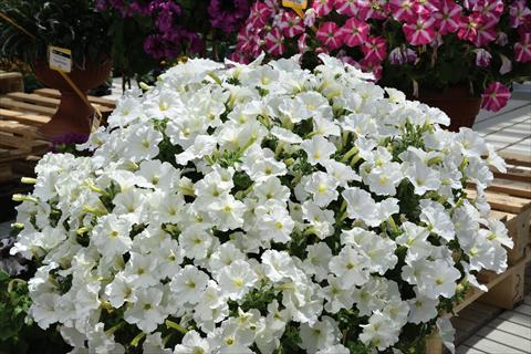 Foto de variedad de flores para ser usadas como: Maceta o cesta de trasplante Petunia hybrida Baby Gioconda Bianco