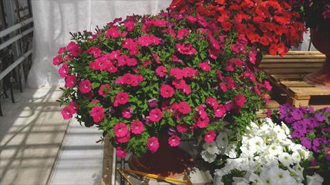 Foto de variedad de flores para ser usadas como: Maceta o cesta de trasplante Petunia hybrida Baby Gioconda Rosa scuro