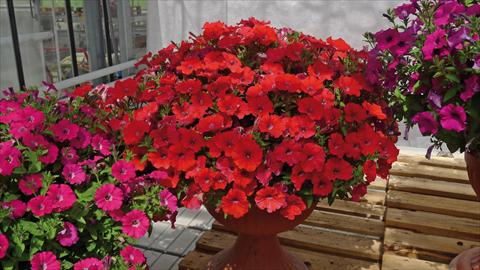 Foto de variedad de flores para ser usadas como: Maceta o cesta de trasplante Petunia hybrida Baby Gioconda Rosso