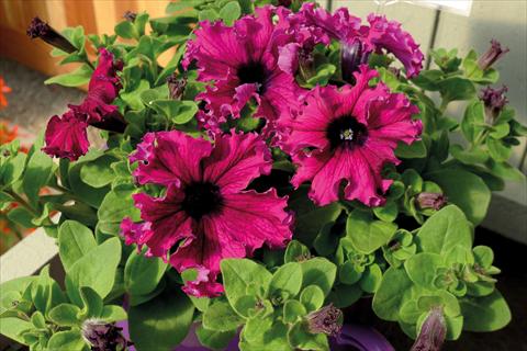 Foto de variedad de flores para ser usadas como: Maceta o cesta de trasplante Petunia hybrida Compatta Frangiata Purple
