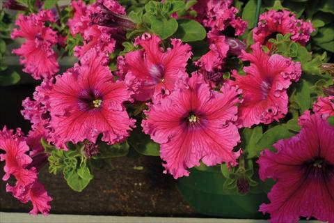 Foto de variedad de flores para ser usadas como: Maceta o cesta de trasplante Petunia hybrida Compatta Frangiata Rosa