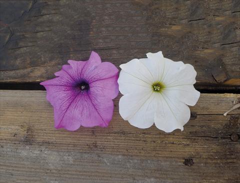 Foto de variedad de flores para ser usadas como: Maceta o cesta de trasplante Petunia grandiflora Gigante Mix