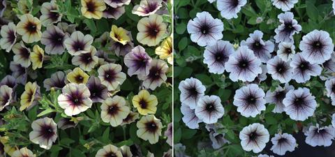 Foto de variedad de flores para ser usadas como: Maceta o cesta de trasplante Petunia hybrida Mistero Mix