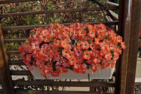 Foto de variedad de flores para ser usadas como: Maceta o cesta de trasplante Petunia hybrida Ray Salmon