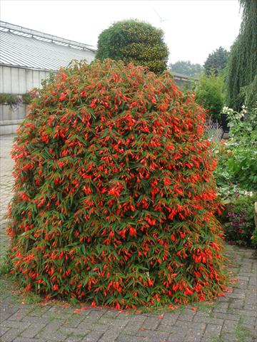 Foto de variedad de flores para ser usadas como: Planta de temporada / borde del macizo Begonia boliviensis Bonfire