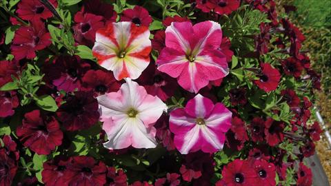 Foto de variedad de flores para ser usadas como: Maceta o cesta de trasplante Petunia hybrida Stellato Mix