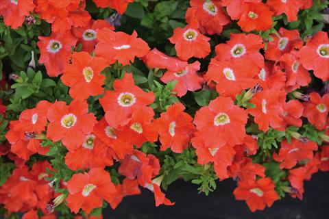 Foto de variedad de flores para ser usadas como: Maceta o cesta de trasplante Petunia hybrida Tango Arancio