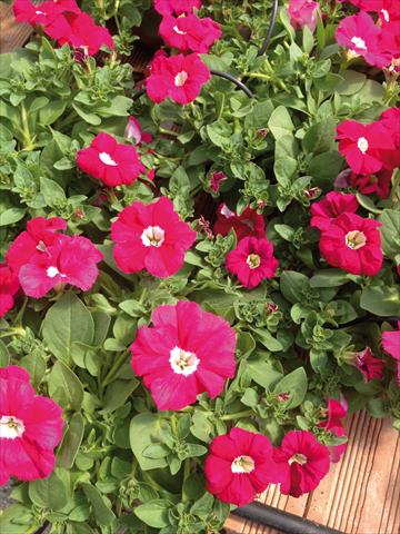 Foto de variedad de flores para ser usadas como: Maceta o cesta de trasplante Petunia hybrida Veranda Carmine