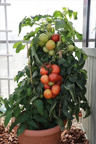 Foto de variedad de flores para ser usadas como: Maceta y planta de temporada Solanum lycopersicum (pomodoro) Pomodoro F1 Big League