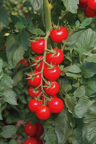 Foto de variedad de flores para ser usadas como: Maceta y planta de temporada Solanum lycopersicum (pomodoro) Pomodoro F1 Ciliegione