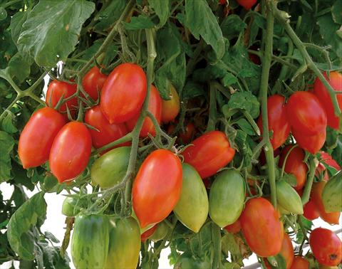 Foto de variedad de flores para ser usadas como: Maceta y planta de temporada Solanum lycopersicum (pomodoro) Pomodoro F1 Firecracker Zebrato Rosso Ricadente