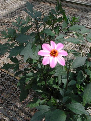 Foto de variedad de flores para ser usadas como: Planta de temporada / borde del macizo Dahlia Mystic Lady Candy Eyes