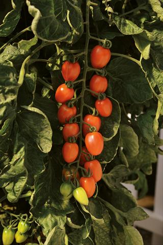 Foto de variedad de flores para ser usadas como: Maceta y planta de temporada Solanum lycopersicum (pomodoro) Pomodoro F1 Plum Arancio