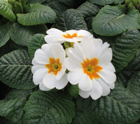 Foto de variedad de flores para ser usadas como: Maceta y planta de temporada Primula acaulis Diana Bianco