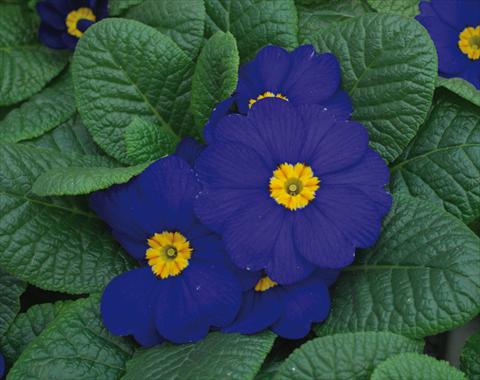 Foto de variedad de flores para ser usadas como: Maceta y planta de temporada Primula acaulis Diana Blu