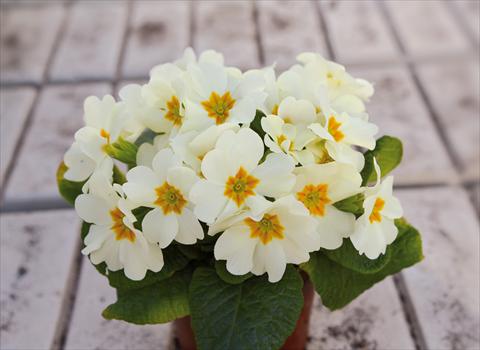 Foto de variedad de flores para ser usadas como: Maceta y planta de temporada Primula acaulis, veris, vulgaris Multiflora da Giardino Crema