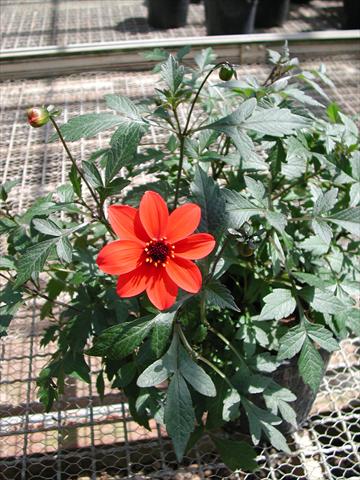 Foto de variedad de flores para ser usadas como: Planta de temporada / borde del macizo Dahlia Mystic Lady Scarlet Fern