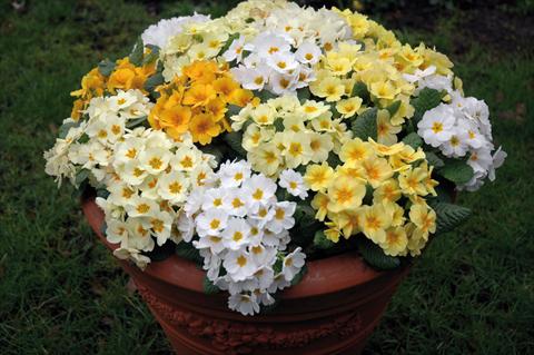 Foto de variedad de flores para ser usadas como: Maceta y planta de temporada Primula acaulis, veris, vulgaris Multiflora da giardino mix