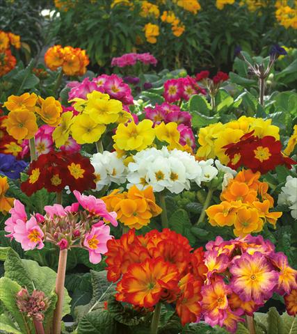 Foto de variedad de flores para ser usadas como: Maceta y planta de temporada Primula elatior Rifiorente Stiletto Mix